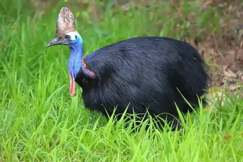 Казуар фото