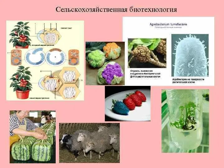 Сельскохозяйственная биотехнология. Биотехнологии в сельском хозяйстве. Биотехнологии в сельском хозяйстве примеры. Сельскохозяйственные биотехнологии презентация. Методы в сельскохозяйственной биотехнологии.