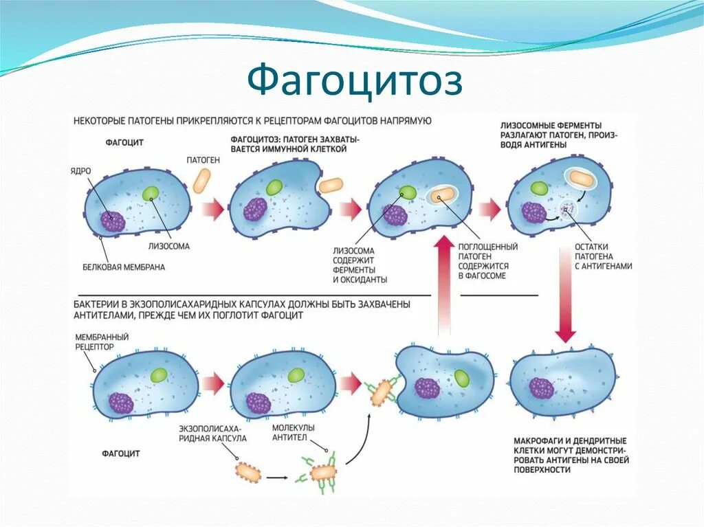 Фагоцитозный пузырек. Процесс фагоцитоза схема. Этапы фагоцитоза схема. Схема фагоцитоза в иммунологии. Нейтрофилы фаза фагоцитоза.