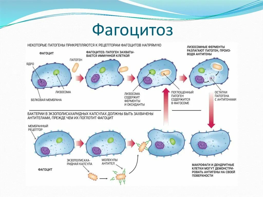 Этапы фагоцитоза схема. Процесс фагоцитоза схема. Схема фагоцитоза в иммунологии. Нейтрофилы фаза фагоцитоза. Макрофаги иммунитет