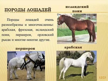 Лошадь женского пола как называется