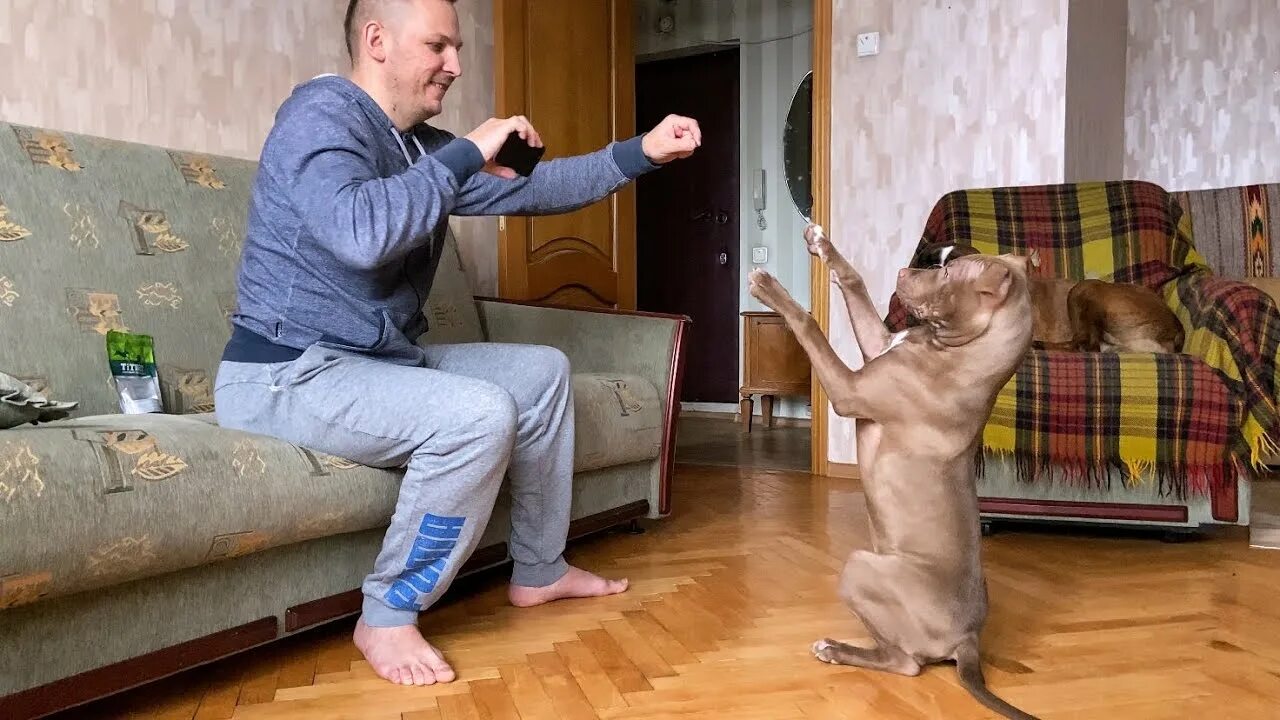 Питбуль команда. Pitbull gina  питбуль джина. питбуль выполняет команду. немецкий боксер тайсон и питбуль джина.