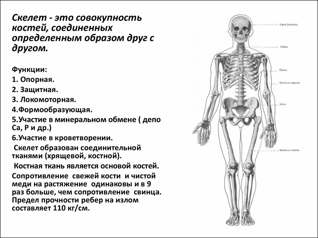 Кости скелета и их функции опорная и защитная. Общая характеристика скелета. Общая Остеология. Общая характеристика скелета человека. К внутреннему скелету относятся