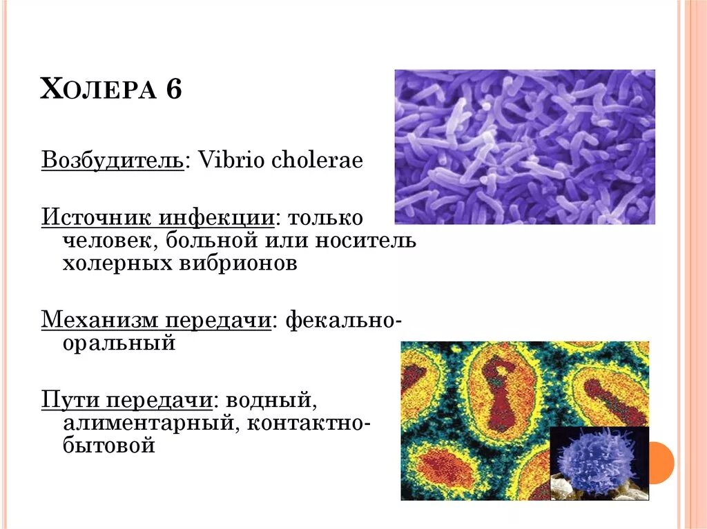 Источником инфекции при холере является. Холерный вибрион источник инфекции. Холера переносчик инфекции. Возбудитель холерный вибрион. Холера источник инфекции.