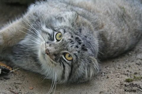 Кошачьи из красной книги