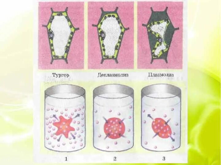 Поддержание формы клетки с помощью тургора. Плазмолиз растительной клетки. плазмолиз и деплазмолиз. тургор плазмолиз деплазмолиз клетки. плазмоптис и плазмлоиз.
