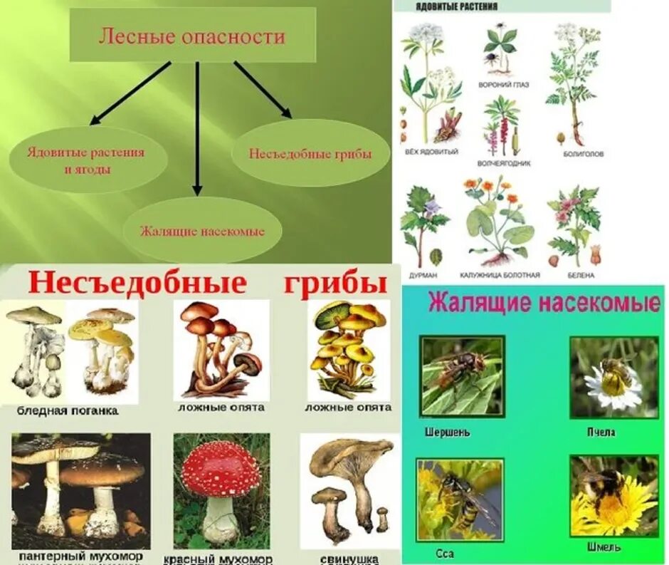 Лесные опасности 2 класс ядовитые грибы. Лесные опасности ядовитые грибы 2 класс окружающий мир. Проект Лесные опасности 2 класс Лесные грибы. Проект по окружающему миру Лесные опасности.