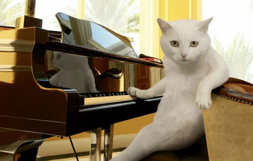 Кот на пианино. Кот пианист. Котьна пианино. Котики с музыкальными инструментами. Мем играет на пианино