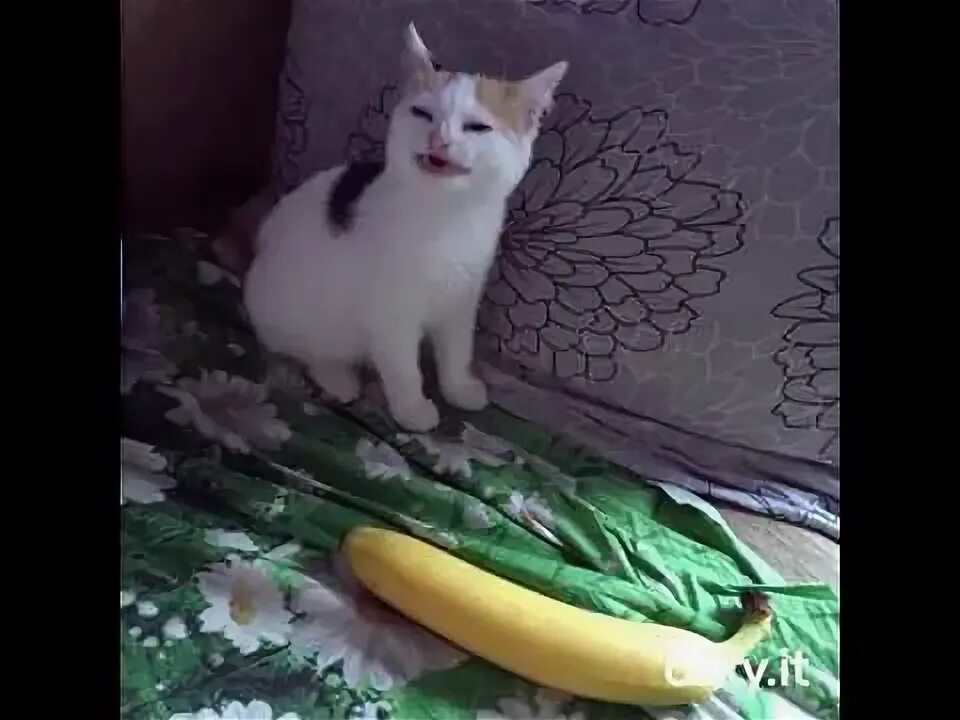 Как выглядит кот банан Steam Topluluğu :: Rehber :: Дроп в игре Banana и обмен бананов