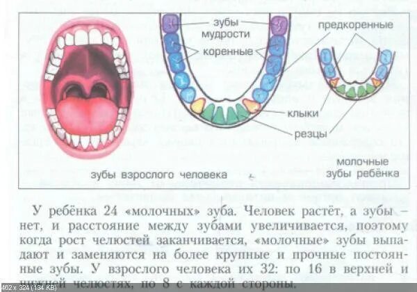 Молочные и постоянные зубы. Молочные и коренные зубы у детей.