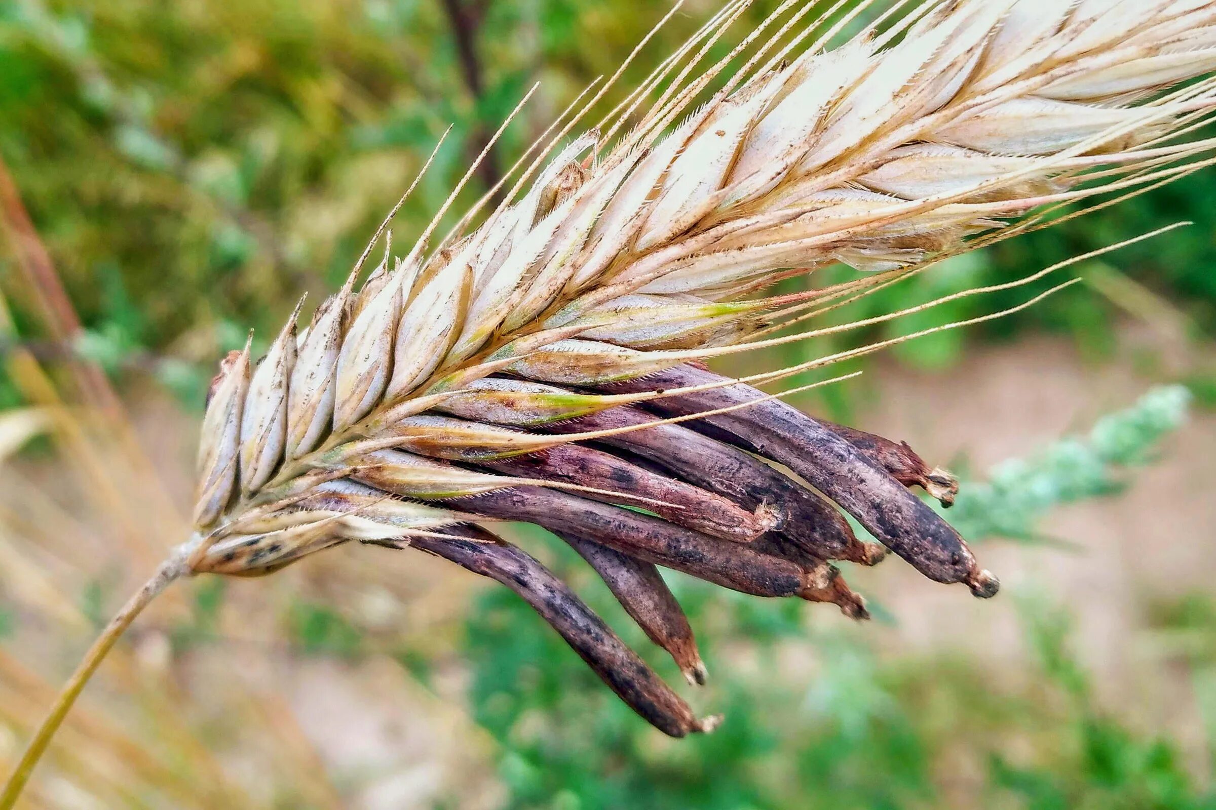 Claviceps purpurea – спорынья пурпурная. Спорынья (Claviceps purpurea). Спорынья (Claviceps purpurea Tulasne).. Гриб Claviceps purpurea. Пшеничный гриб