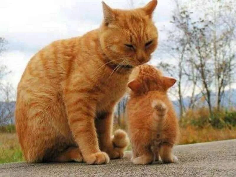 Беленький котенок к мамочке идет чай. Маленький котеночек к мамочке идет. Маленький котеночек к мамочке идет. Котята с мамой. Кошка с котятами.