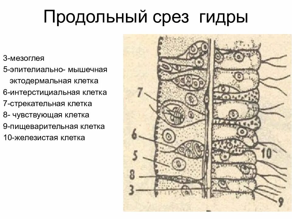 Поперечный и продольный срез. Строение гидры продольный срез. Продольный разрез гидры. Строение гидры продольный разрез. Поперечный срез гидры строение.