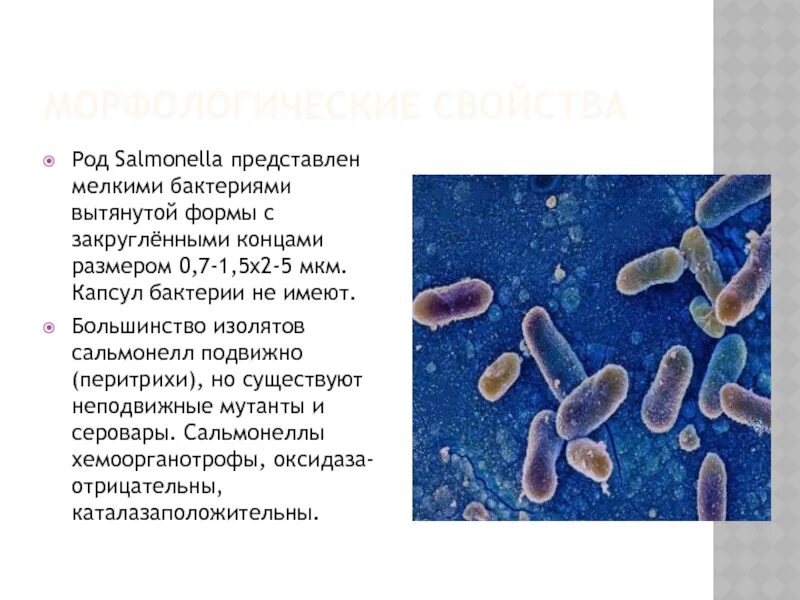 Сальмонелла (Salmonella). Сальмонелла описание. Бактерии, представители рода Salmonella. Род возбудителя сальмонеллеза. 5 сальмонеллез