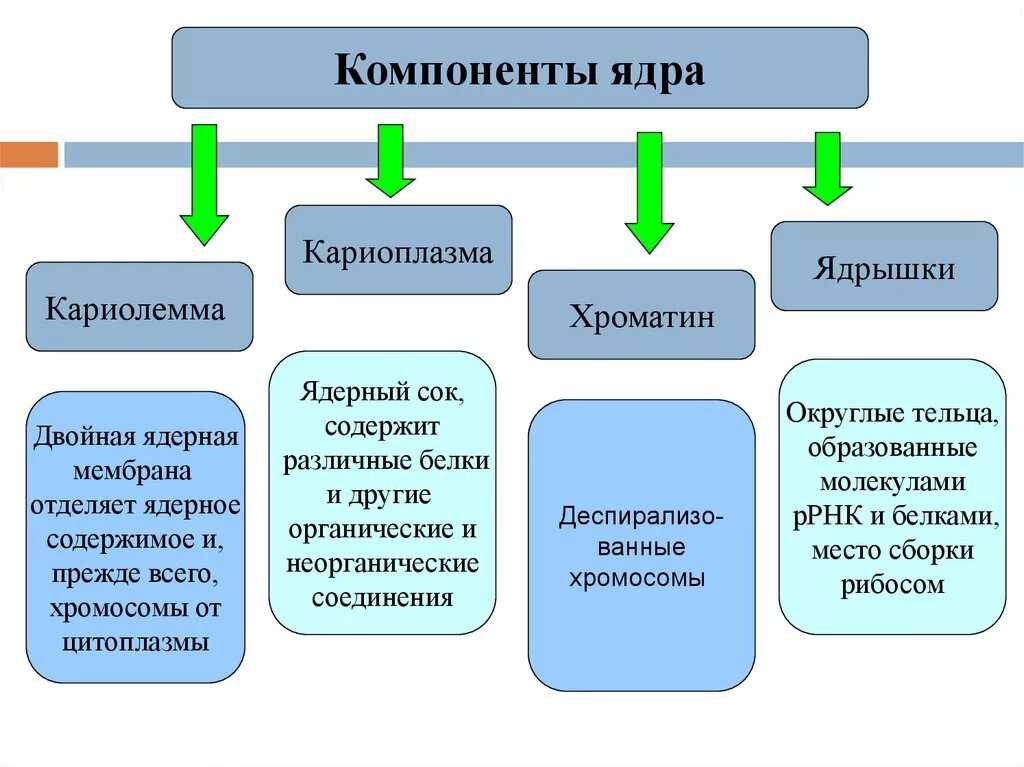 Перечислите компоненты ядра. Структурные компоненты ядра кариолемма кариоплазма ядрышко хроматин. компоненты ядра кариоплазма. кариолемма и кариоплазма. нуклеоплазма и кариоплазма.