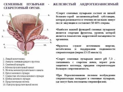 Предстательной железы у женщин