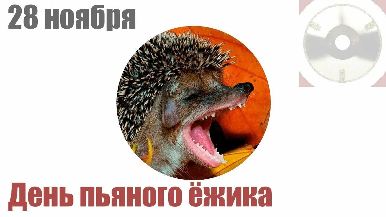 Когда день пьяных. День пьяного ежика. день пьяного ежика 28 ноября. день пьяного ежика открытки. день пьяного ежика картинки.