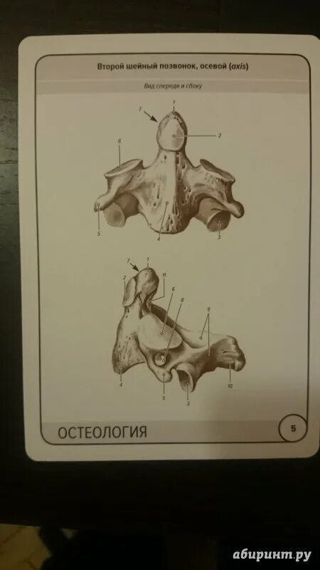 Остеология анатомия сапин. Сапин карточки анатомия. Карточки сапина остеология. Карточки анатомия сапин остеология. Варенцов карточки анатомия человека.