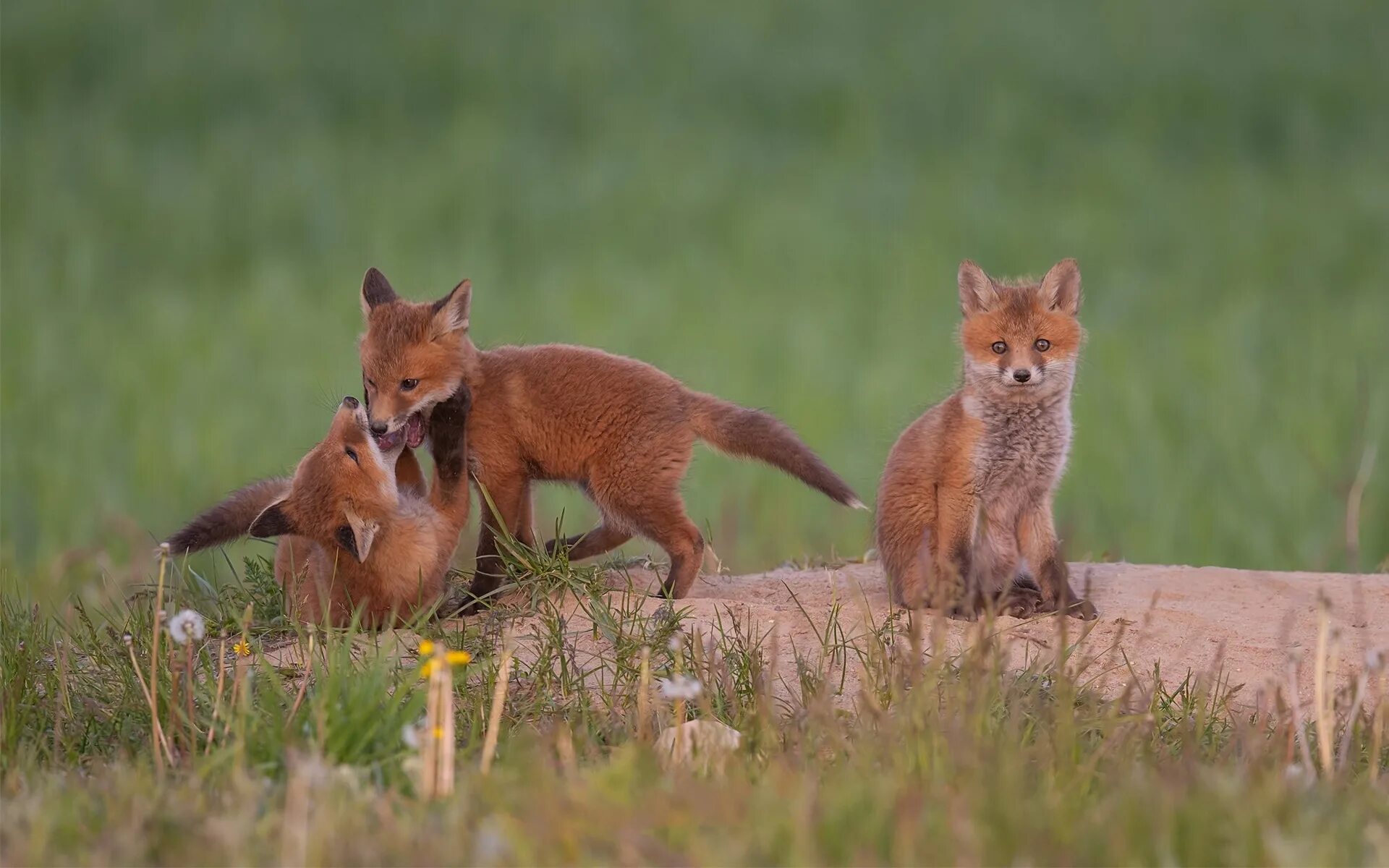 Fox cock. Лисята. Лисята фото. Лиса с лисятами. Лисята играют.