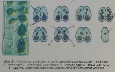 Конъюгация амебы