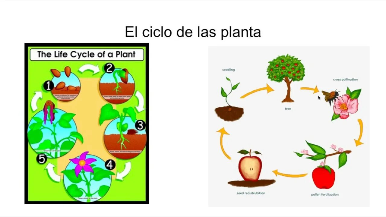 How many plants. How to grow a Plant. How do Plants grow. Plant Life Cycle. How do ... Grow.