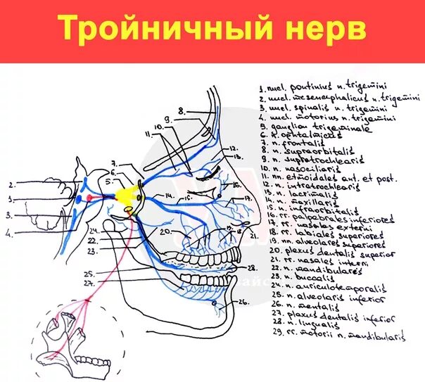 Глазная ветвь тройничного нерва схема. Лицевой нерв ветвь тройничного нерва. Тройничный нерв анатомия схема. 2 Ветвь тройничного нерва анатомия.