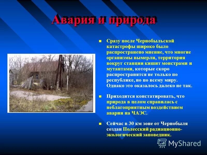 Последствия чернобыльской аварии кратко. Рыжий лес припять. Последствия радиации чернобыля аэс. Экологические последствия чернобыльской аварии. Чернобыль растения после катастрофы.