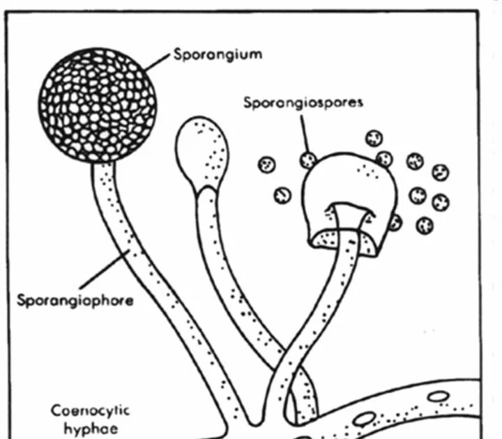 Мукор редуцент. Мукор жизненный цикл. Ризопус гриб строение. Основные части мукора. Цикл развития мукора схема.