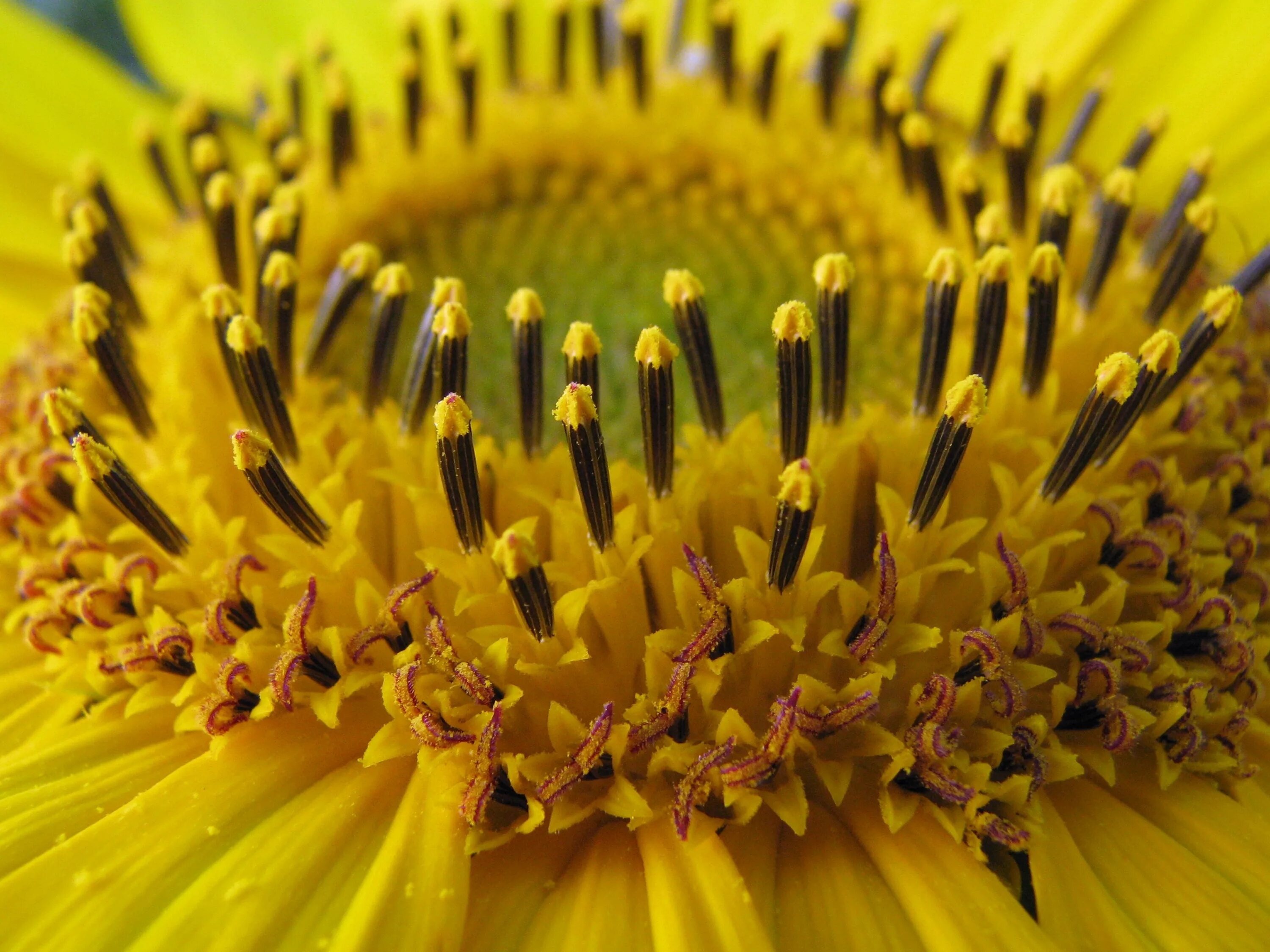 Подсолнечник соцветие. Подсолнечник реснитчатый (Helianthus ciliaris DC.). Helianthus annuus ботаника. Helianthus annuus Sunflower. Соцветие корзинка подсолнечник.