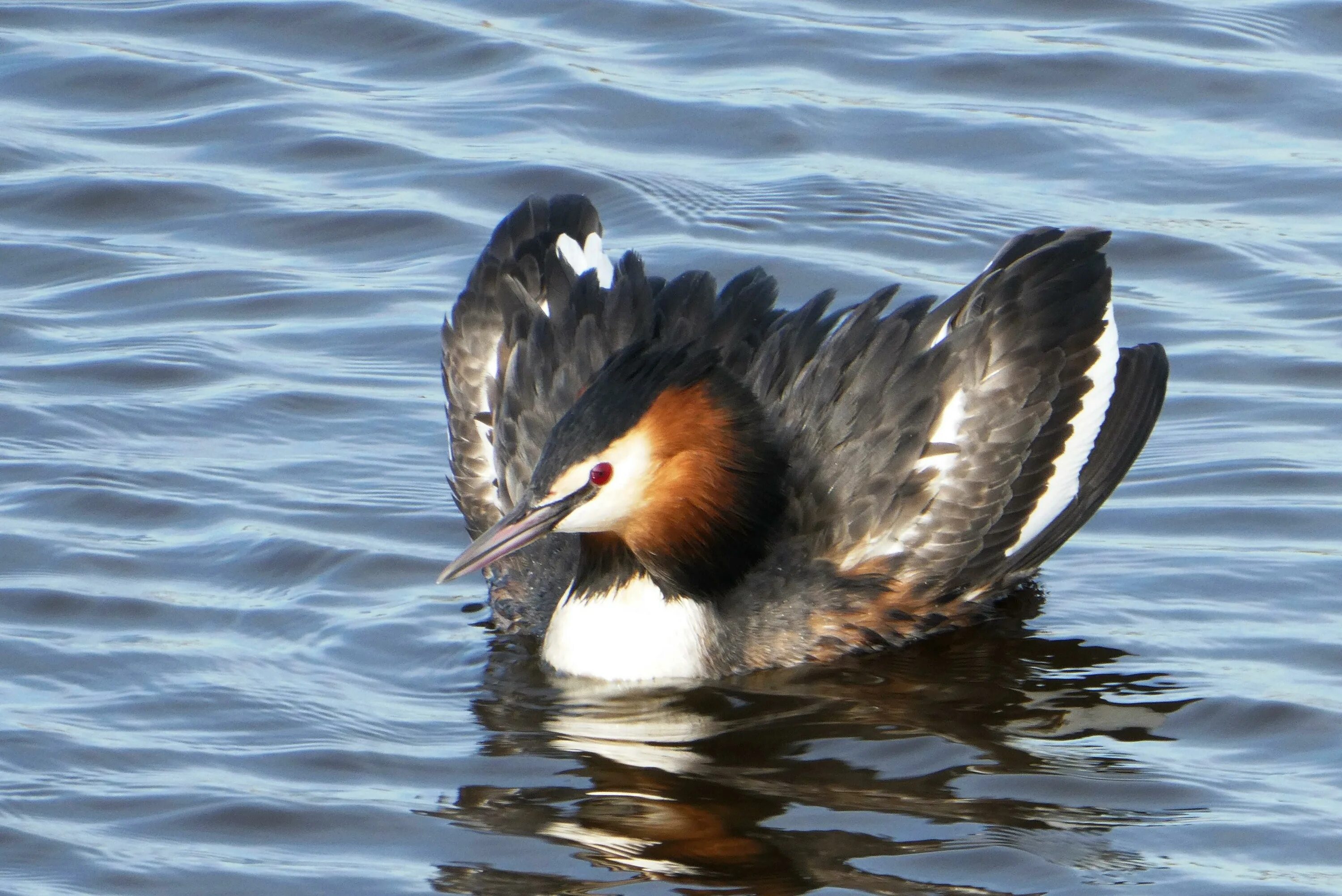 Водоплавающей птицей является