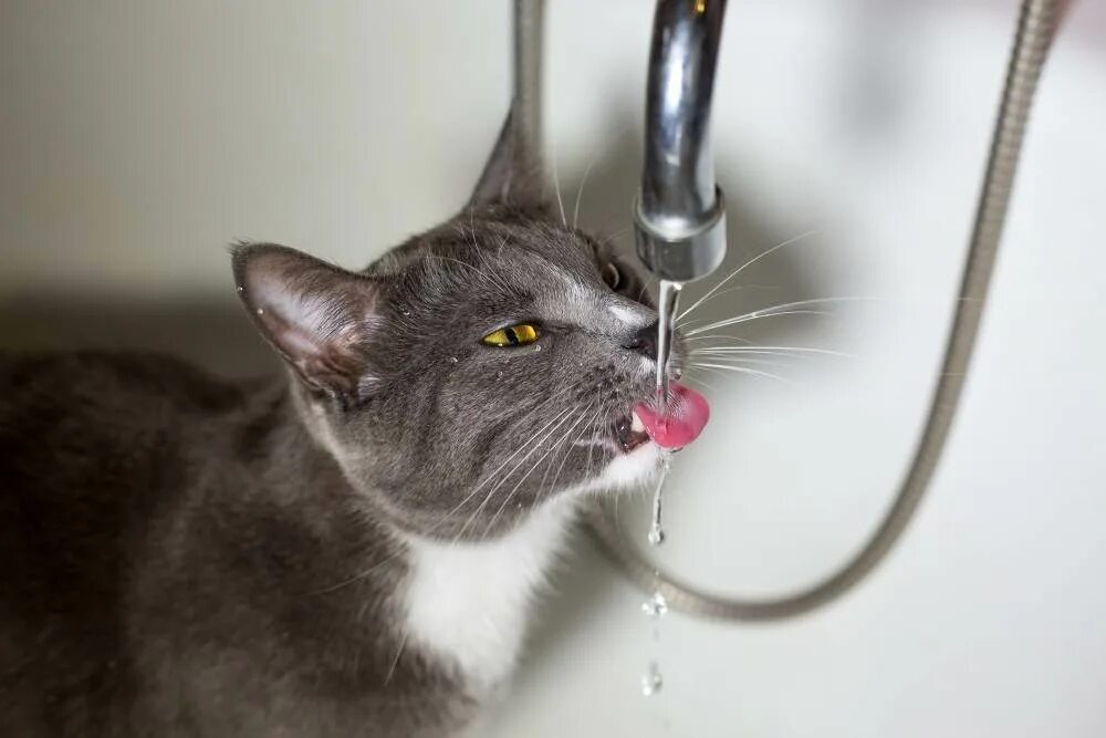 Кошка пьет воду. Кот пьет из крана. Кошке плохо. Кот пьет воду из под крана.