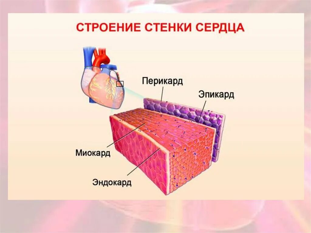 Стенка анатомия. Эндокард эпикард миокард строение. Сердце перикард миокард эндокард. Строение сердца перикард миокард. Строение стенки сердца миокард.