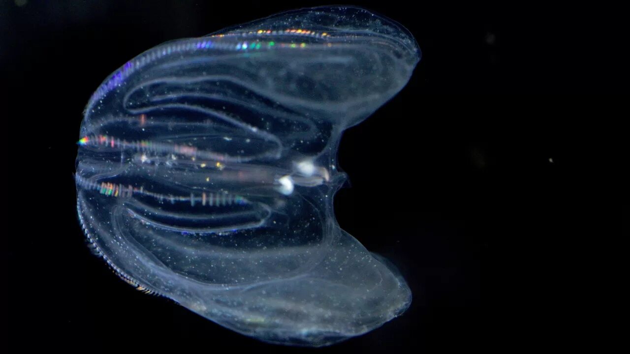 Comb jellies. Медуза cyanea lamarckii. Биолюминесценция гребневиков. Биолюминесценция медузы. Медуза Ctenophora.