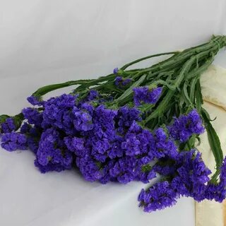 Цветы статица