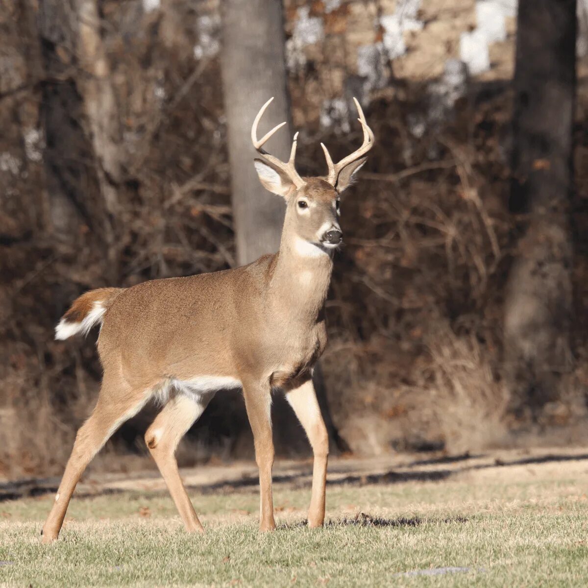 Природа и животные. Лань бежит. Deer dog. Дружба животных. Deer dog.