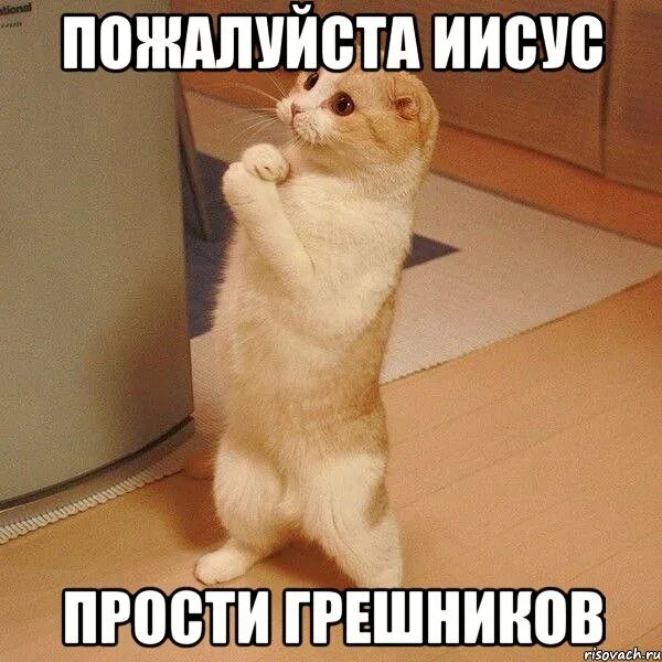 Прощение мем. Прости.... мем простите простите простите. иисус простит мем. пожалуйста мем.