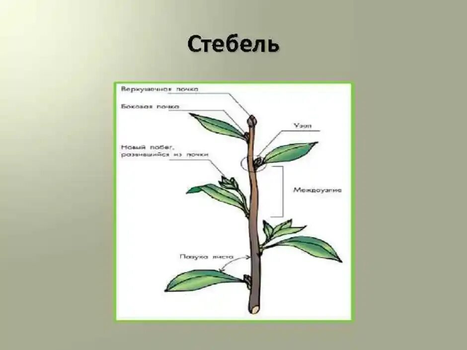 Строение растения черешок. Ботаника побег лист стебель. Внутреннее строение стебля(побег). Строение стебля ботаника.