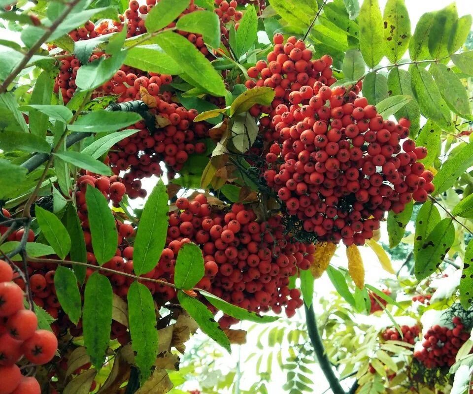 Курбарил. Рябина красная полезные свойства и противопоказания. Едят ли рябину люди. Где растет рябина. Рябина мелколистная.