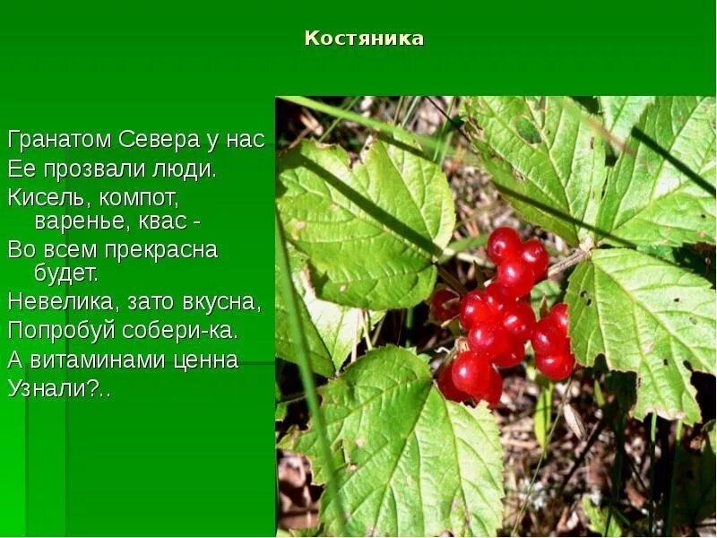 Костяника ягода описание. Костяника ягода. Костяника ягода. Костяника ягода фото и описание где растет. Костяника каменистая.