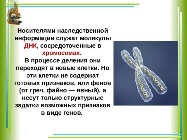 Имеется кольцевая хромосома. Носителями наследственной информации являются. ДНК носитель наследственной информации.