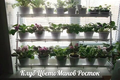 Рассада на подоконнике на полке