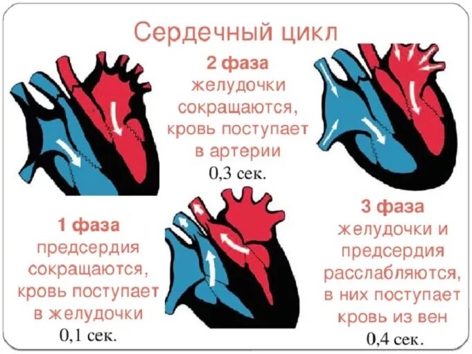 Сердечный цикл состоит из 3 фаз. 3 Фазы работы сердца. Цикл деятельности сердца, его фазы. Систола желудочков 2 фазы. Расслабление предсердий и желудочков