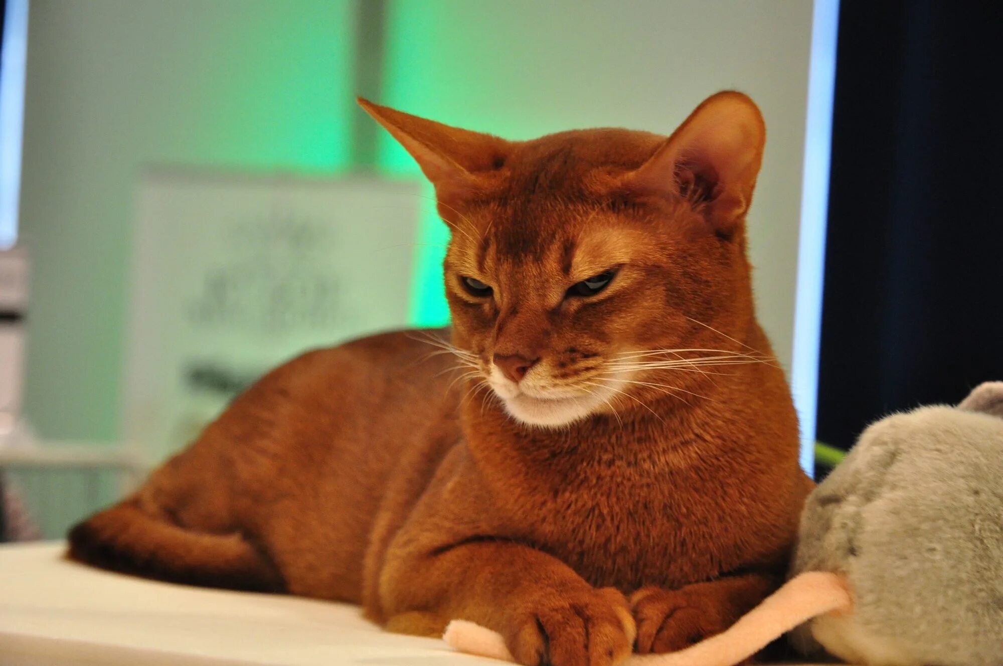 Абиссинская кошка тигровая. Аббесин кошка. Кошка абиссинка. Кот породы абиссинец. Абиссинская кошка.