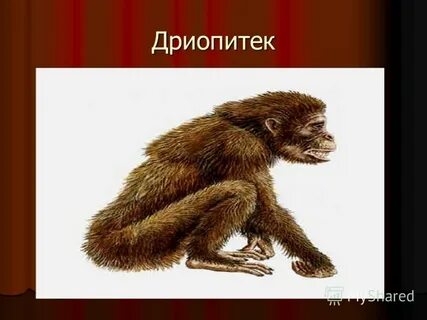 Человек дриопитек