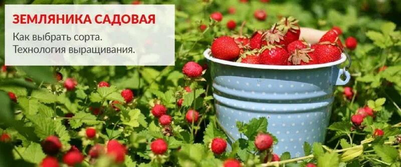 Питомники в районе вереи