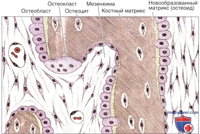Остеопластика (костная) в Чертаново. Цены, отзывы и онлайн-запись в стоматологию