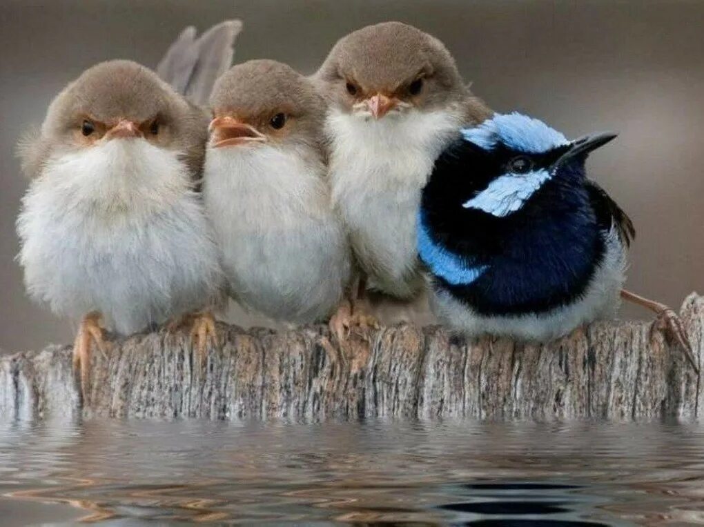 Милые птицы. Очень милые птички. Очень милые птички в природе. Круглая птица.