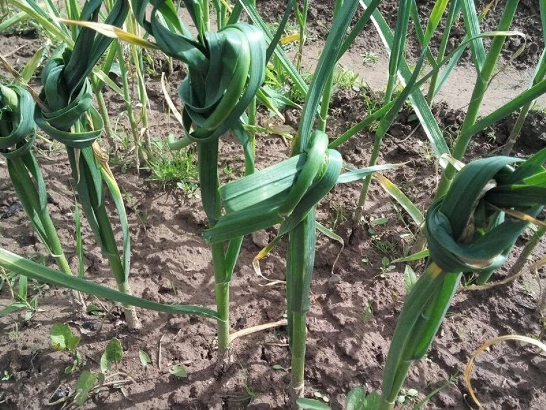 Xtcyjt yf uhzlrt. Зачем завязывают чеснок в узел на грядке. Чеснок листовой. Черемша рокамболь. Как завязывают чеснок на грядке.