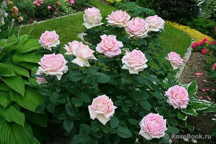 1 of 4 must haves. GRACE English Rose - bred by David Austin Shrub Rose An outst