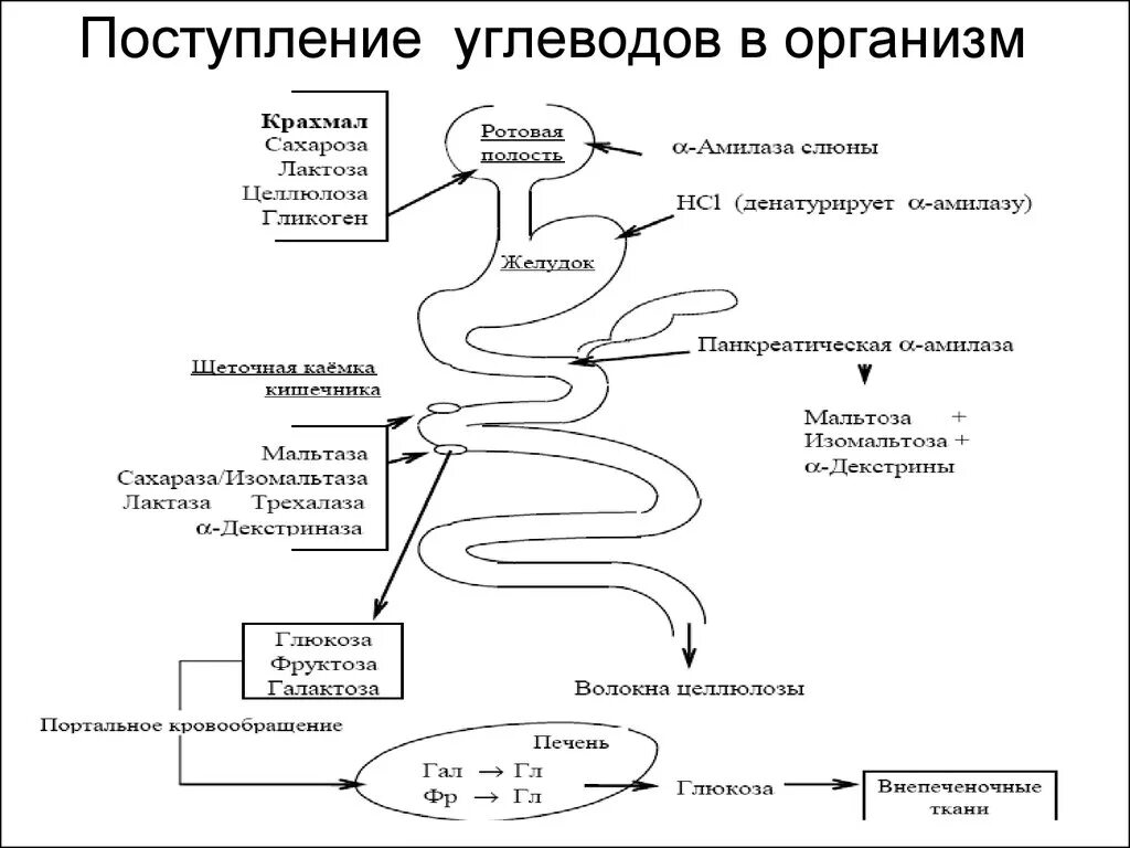 Функции обмена углеводов. Схема превращения углеводов. Схема превращения углеводов в организме человека. Схема метаболических путей обмена углеводов. Пути превращения углеводов в организме биохимия.